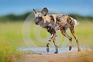 African wild dog walking in the water on the road. Hunting painted dog with big ears, beautiful wild animal. Wildlife from Mana Po
