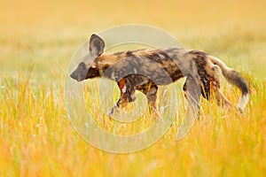 African wild dog, walking in the yellow golden grass, Okavango delta, Botswana, Africa. Dangerous spotted animal with big ears.