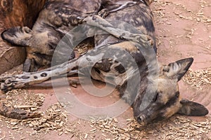 African Wild dog, zoo