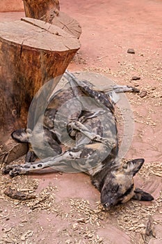 African Wild dog, zoo