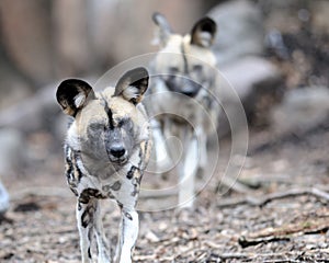 African wild dogs