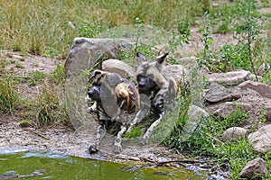 African wild dogs