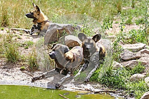 African wild dogs