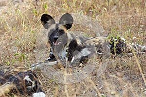 African Wild Dogs