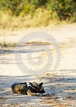 African Wild Dogs