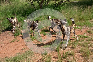 African wild dogs