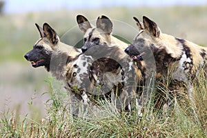 African wild dogs