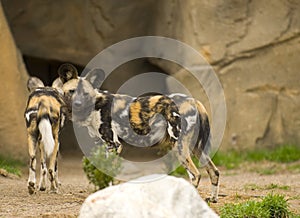 African wild dogs