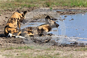 African wild dogs