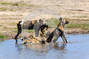 African wild dogs