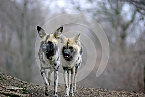 African Wild Dogs  703020