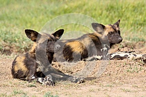 African wild dogs