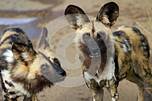 African wild dogs