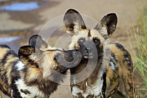 African wild dogs