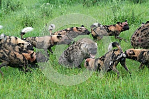 African wild dogs attacking spotted hyenas