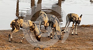 African Wild Dogs in Botswana, Africa