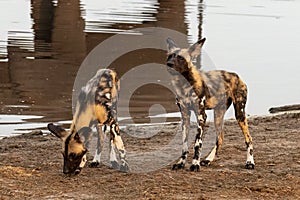 African Wild Dogs in Botswana, Africa