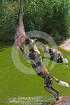 African wild dogs feeding