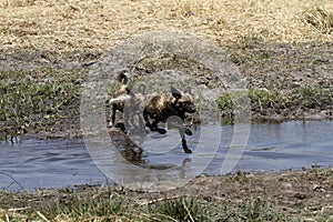 African Wild Dogs Hunting Leaping