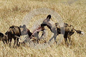 African Wild Dogs on a Kill