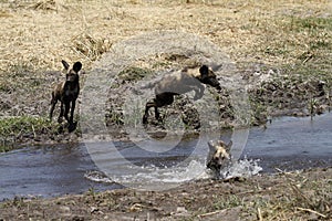 African Wild Dogs Leaping & Hunting
