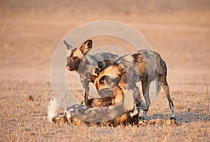 African Wild Dogs (Lycaon pictus)