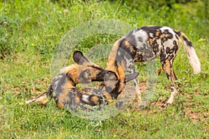 African wild dogs  Lycaon Pictus play fighting, Madikwe Game Reserve, South Africa.