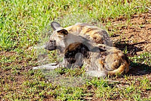 African Wild Dogs Lying Resting And Sleeping
