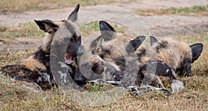 African wild dogs, part of a larger pack at Sabi Sands, South Africa. Sightings are extremely rare.