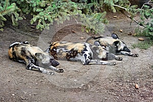 African wild dogs resting under a tree