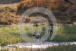African wild dogs run through a stream
