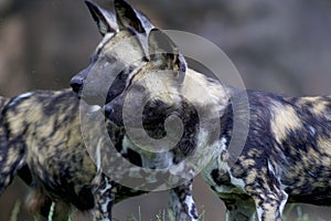 African Wild Dogs   845810