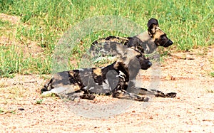 African wild dogsLycaon pictus, Kruger National Park, South Africa