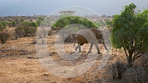 African Wild Elephant Walks Through The Desert With Red Earth Among The Bushes