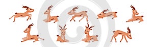 African Wild Gazelle with Long Horns and Hoofs Vector Set