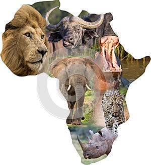 African Wild Mammals in an Africa Collage