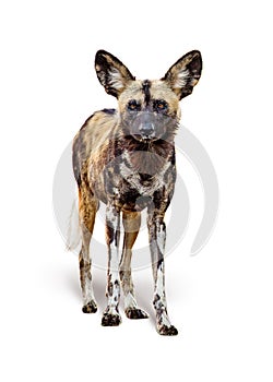 African Wild Painted Dog Isolated on White