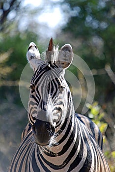 African Wild Zebra photo