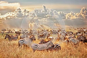 African wild zebras and wildebeest in the African savanna against a background of cumulus thunderclouds and the setting sun. Wild