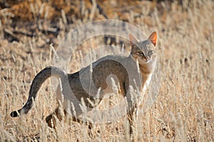 African wildcat