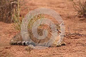 African Wildcat (Felis lybica)