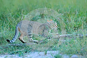 African wildcat, Felis lybica, also called Near Eastern Wild Cat. Wild animal in nature habitat, grass meadow, Nxai Pan National P