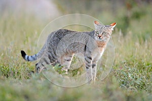 African wildcat, Felis lybica, also called Near Eastern Wild Cat. Wild animal in nature habitat, grass meadow. Wildlife nature. Wi