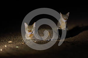 The African wildcat Felis lybica, also called Near Eastern wildcat. Female with kitten at night