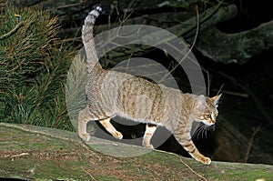 AFRICAN WILDCAT felis silvestris lybica, ADULT WALKING ON BRANCH