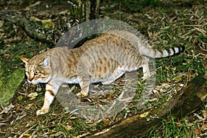 AFRICAN WILDCAT felis silvestris lybica photo