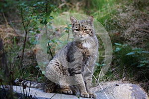 African wildcat (Felis silvestris lybica) photo