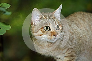 African Wildcat, felis silvestris lybica, Portrait