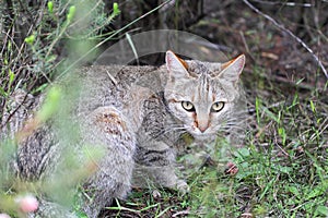 African Wildcat (Felis silvestris lybica)