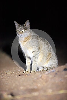 The African wildcat Felis silvestris lybica sitting in the road dust. A wild African cat with green-yellow eyes at night